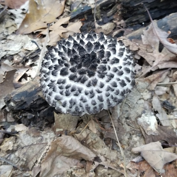 Meet your Posher, Sara - Picture 3 of 8